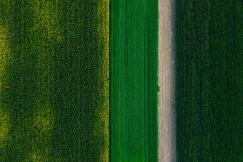 An illustrative photo of green grass field