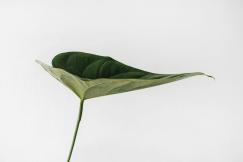 An illustrative photo of a leaf on the white background
