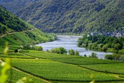 An illustrative photo of lush vineyards in the Moselle region