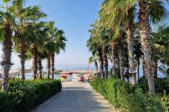An illustrative photo of a path with palm trees.
