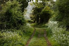 An illustrative photo of a path in a green forest
