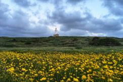 An illustrative photo of yellow petaled flower field.