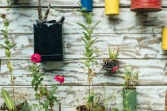 An illustrative photo of green-leafed plants hanging on a wall