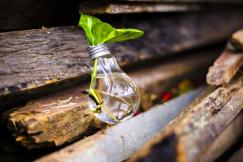 An illustrative photo of a clear light bulb with a plant growing inside it, placed between wooden planks