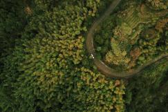 An illustrative photo of a road in the forest 