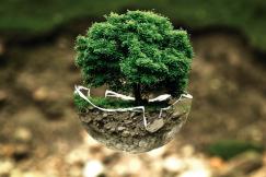 An illustrative photo of a tree encased in a glass sphere