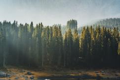 An illustrative photo of green pine trees near lake.
