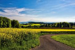 An illustrative photo of a road beside field of yellow petaled flowers