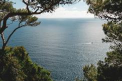An illustrative photo of green trees across body of water.