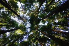 An illustrative photo of treetops seen from the ground