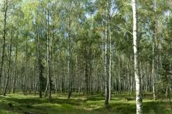 An illustrative photo of a green forest