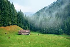 An illustrative photo of a brown wooden house surrounded by pine trees in the mountains