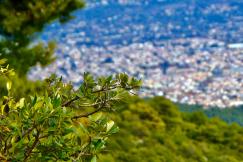 An illustrative photo of an olive branch framing the city of Athens