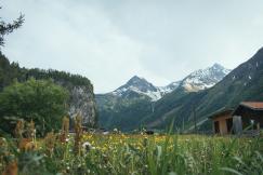 An illustrative photo of a green grass field with mountains in the background in Austria