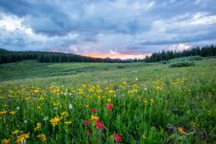 An illustrative photo of flowers on the hill during daytime 