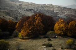 An illustrative photo of yellow trees with a mountain in the background