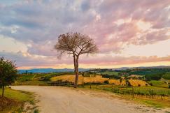 An illustrative photo of a road with a tree on the side.