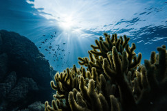 An illustrative photo of green corals under water