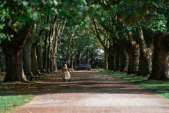 An illustrative photo of brown and white cat on road during daytime