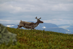 An illustrative photo of a deer running on a hill