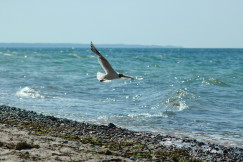 An illustrative photo of a seagull flying over a sea.