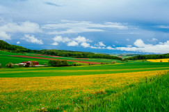 An illustrative photo of a yellow and green field with some farm houses