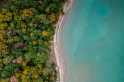 An illustrative photo of trees on a beach near a body of water
