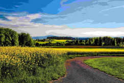 An illustrative photo of a road beside a field of yellow  flowers.