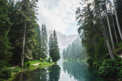 An illustrative photo of a body of water surrounded by pine trees.
