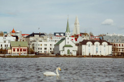 An illustrative photo of a white swan swimming in a pond.