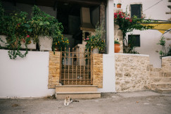 An illustrative photo of a cat laying on the ground in front of a building.
