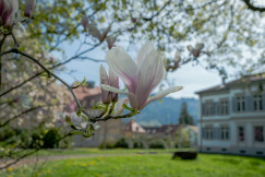 An illustrative photo of a blooming tree in front of a building.