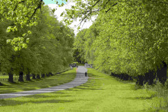 An illustrative photo of a person walking in a park with green grass and trees.