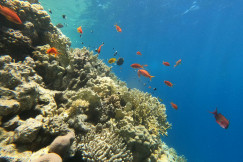 An illustrative photo of fish swimming over a coral reef.