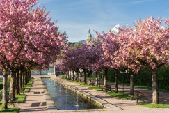 An illustrative photo of trees blooming.