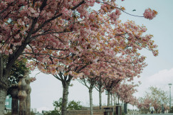 An illustrative photo of a group of trees with pink blossoms.