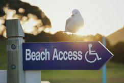 An illustrative photo of a seagull sitting on a beach access sign.