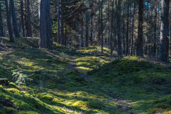 An illustrative photo of a grassy area with trees in the background.