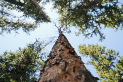 An illustrative photo of trees.