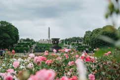 An illustrative photo of a pink flower field near green trees.