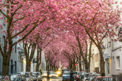 An illustrative photo of pink cherry blossom tree near cars.