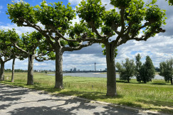 An illustrative photo of green trees with a river in the background. 