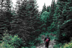 An illustrative photo of a person walking on a trail in the woods.