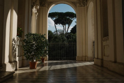 An illustrative photo of green leafed plants inside hallway.