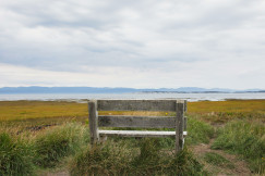 Wooden bench on green grass field