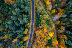 A road running through woods
