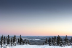 A view of forest covered with snow
