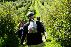 people-walking-through-an-apple-orchard-with-full-bags