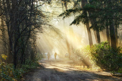 green-trees-on-gray-dirt-road-during-daytime