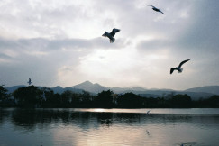 a-flock-of-birds-flying-over-a-body-of-water